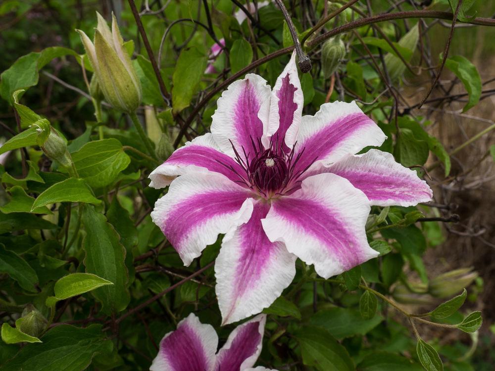 Photo of Clematis 'Carnaby' uploaded by frankrichards16