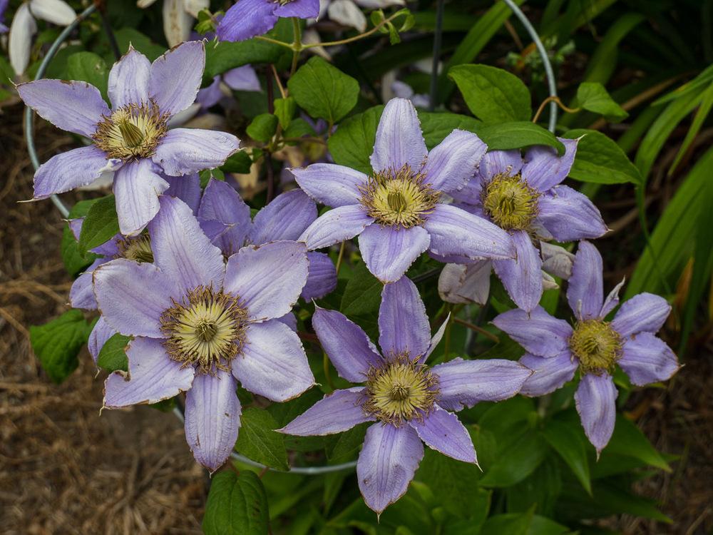 Photo of Clematis Cezanne™ uploaded by frankrichards16