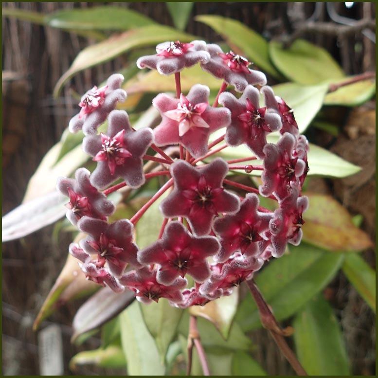 Photo of Wax Plant (Hoya pubicalyx 'Red Buttons') uploaded by BarbandDave