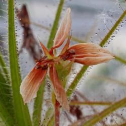 Location: Hortus botanicus Leiden
Date: 2017-11-05
Dead flower