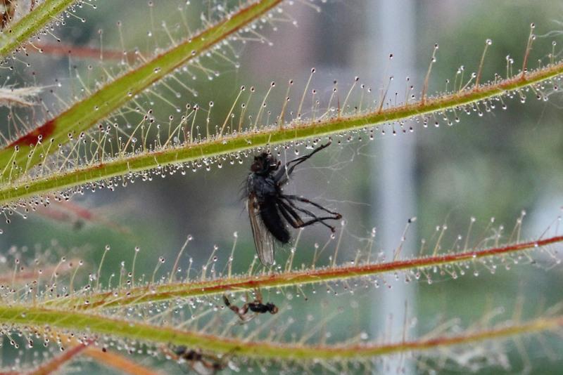 Photo of Bug Plant (Roridula gorgonias) uploaded by RuuddeBlock