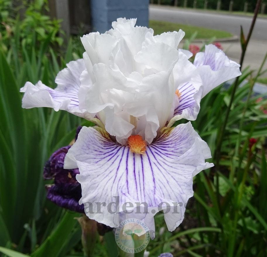 Photo of Tall Bearded Iris (Iris 'Hysteria') uploaded by Totally_Amazing
