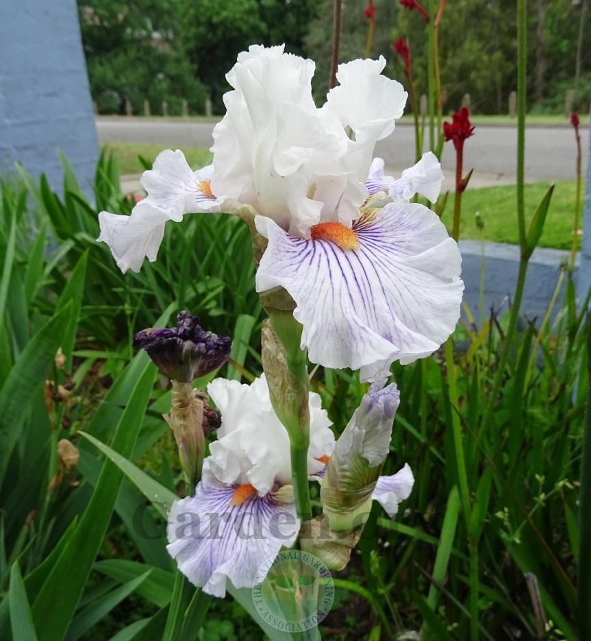 Photo of Tall Bearded Iris (Iris 'Hysteria') uploaded by Totally_Amazing