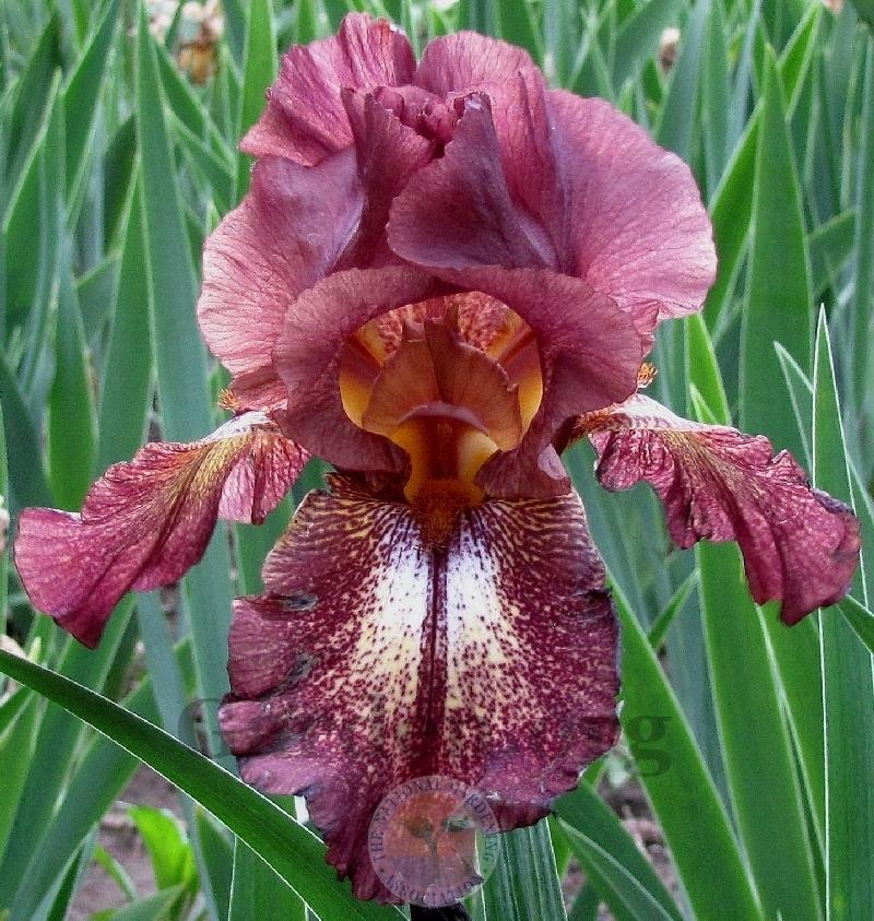 Photo of Tall Bearded Iris (Iris 'Lady Fire') uploaded by TsFlowers