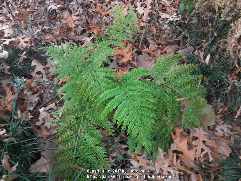 Photo of Upside Down Fern (Arachniodes standishii) uploaded by quercusnut