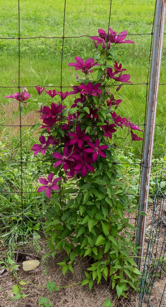 Photo of Clematis Ruutel™ uploaded by frankrichards16