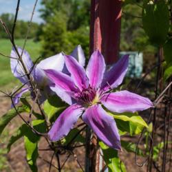 Location: Clinton, Michigan 49236
Date: 2017-11-06
Clematis 'Nelly Moser', 2017, Bi-colored  [Clematis] (Type2-SL-PK