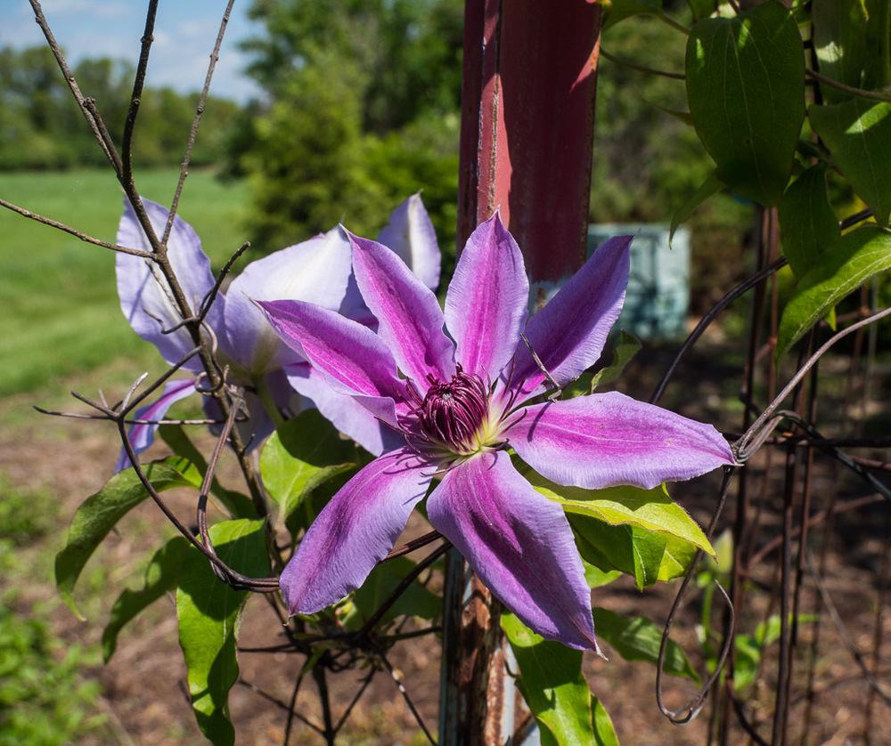 Photo of Clematis 'Nelly Moser' uploaded by frankrichards16