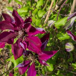 Location: Clinton, Michigan 49236
Date: 2017-11-06
Clematis 'PICARDY', 2016, [PICARDY™ Clematis], KLEM-uh-tiss, 5 