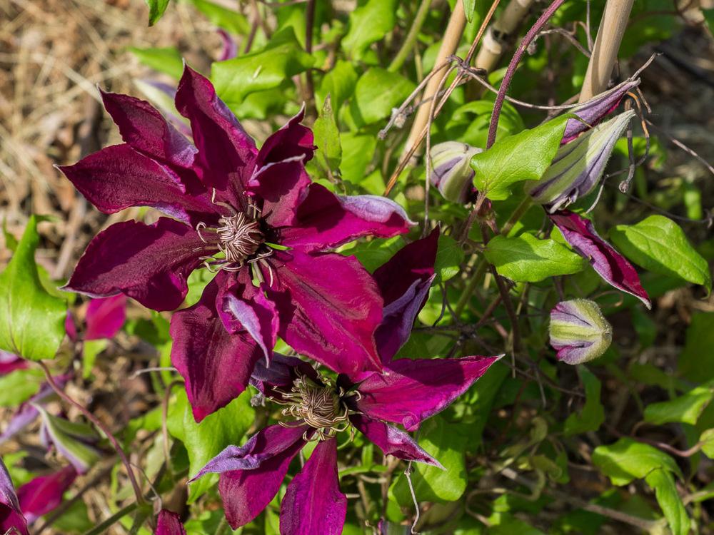 Photo of Clematis Picardy™ uploaded by frankrichards16