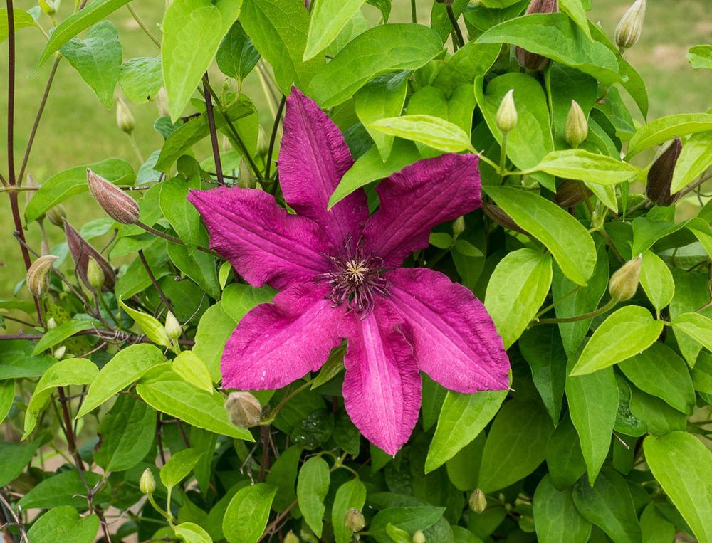 Photo of Clematis Ruutel™ uploaded by frankrichards16