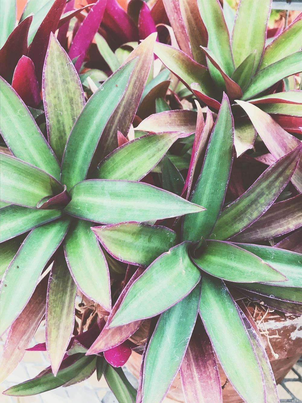 Photo of Oyster Plant (Tradescantia spathacea) uploaded by ljones26