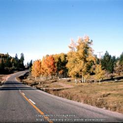 Location: Road to Las Cruces, NM
Date: October 1964
Beautiful fall color!