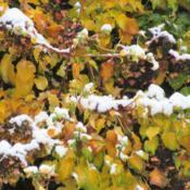 Light snow over fall color