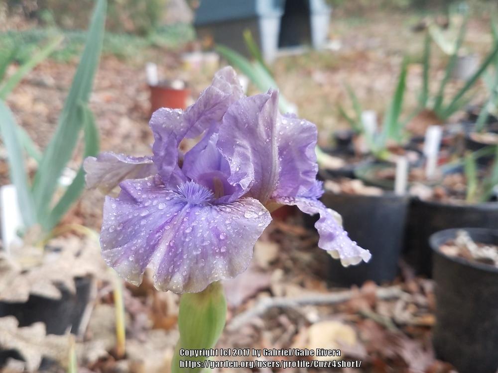 Photo of Standard Dwarf Bearded Iris (Iris 'Inner Space') uploaded by Cuzz4short