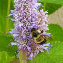 Location: Nora's Garden - Castlegar, B.C. 
Date: 2014-07-20
 12:58 pm. #Pollination -  Flower segments and Bumble Bee.