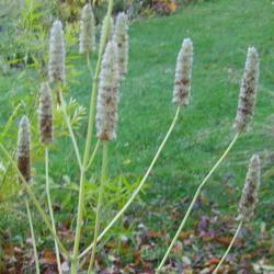 Location: Riverview, Robson, B.C. 
Date: 2007-10-23
 3:25 pm. Seed heads of Anise Hyssop. Reminds me of the brush use