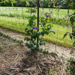 Location: Clinton, Michigan 49236
Date: 2017-11-07
Clematis 'Vyvyan Pennell', 2017, Queen of the Vines [Clematis], K