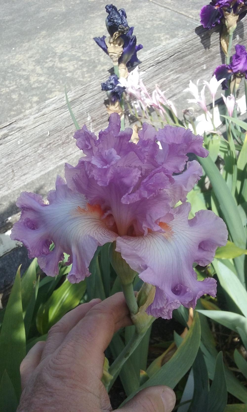 Photo of Tall Bearded Iris (Iris 'Vienna Waltz') uploaded by gwhizz