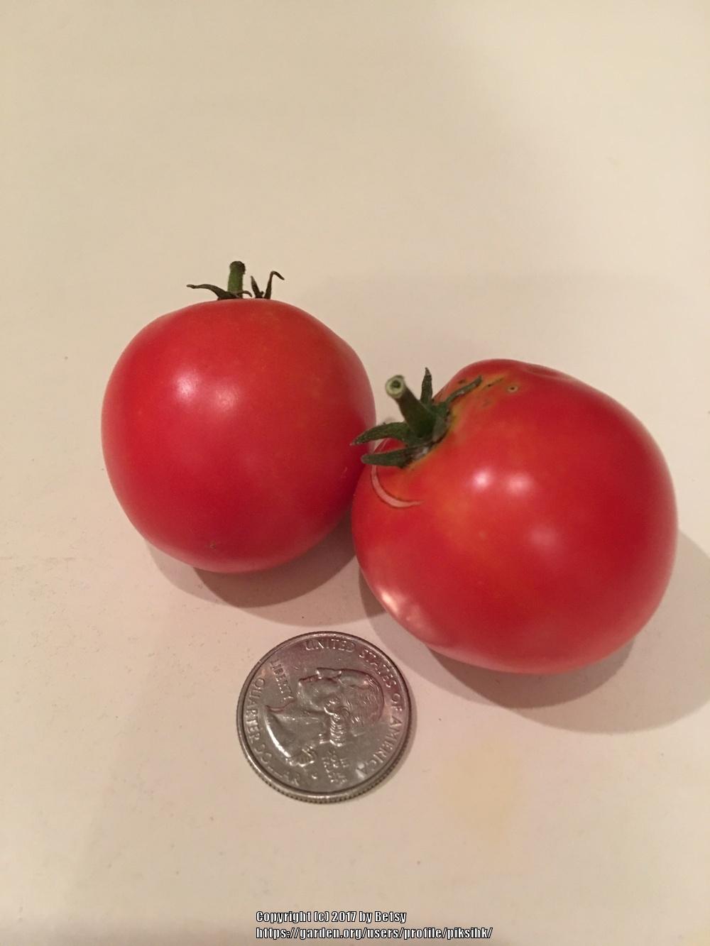 Photo of Tomato (Solanum lycopersicum 'Patio') uploaded by piksihk
