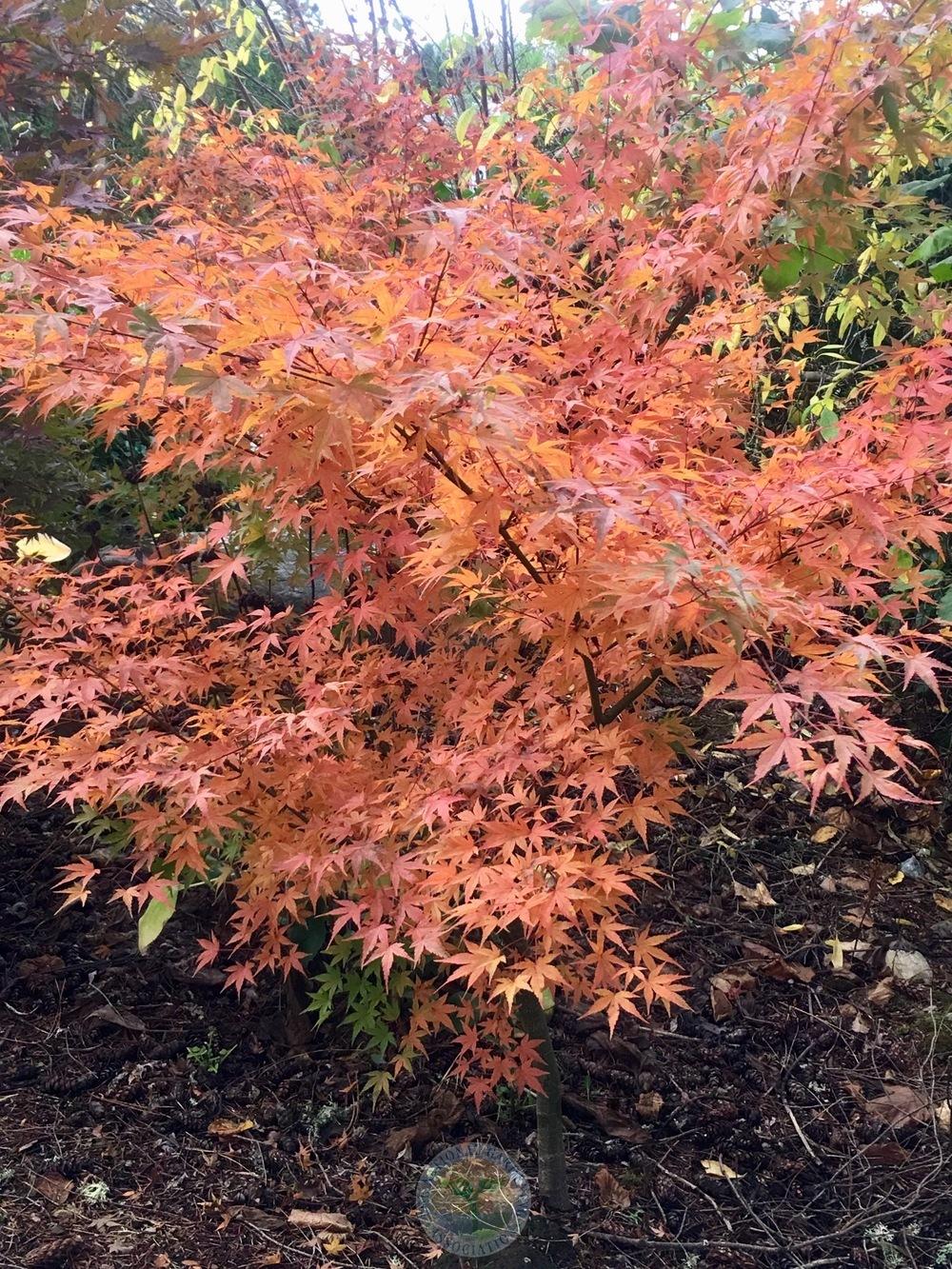 Photo of Maple (Acer) uploaded by springcolor
