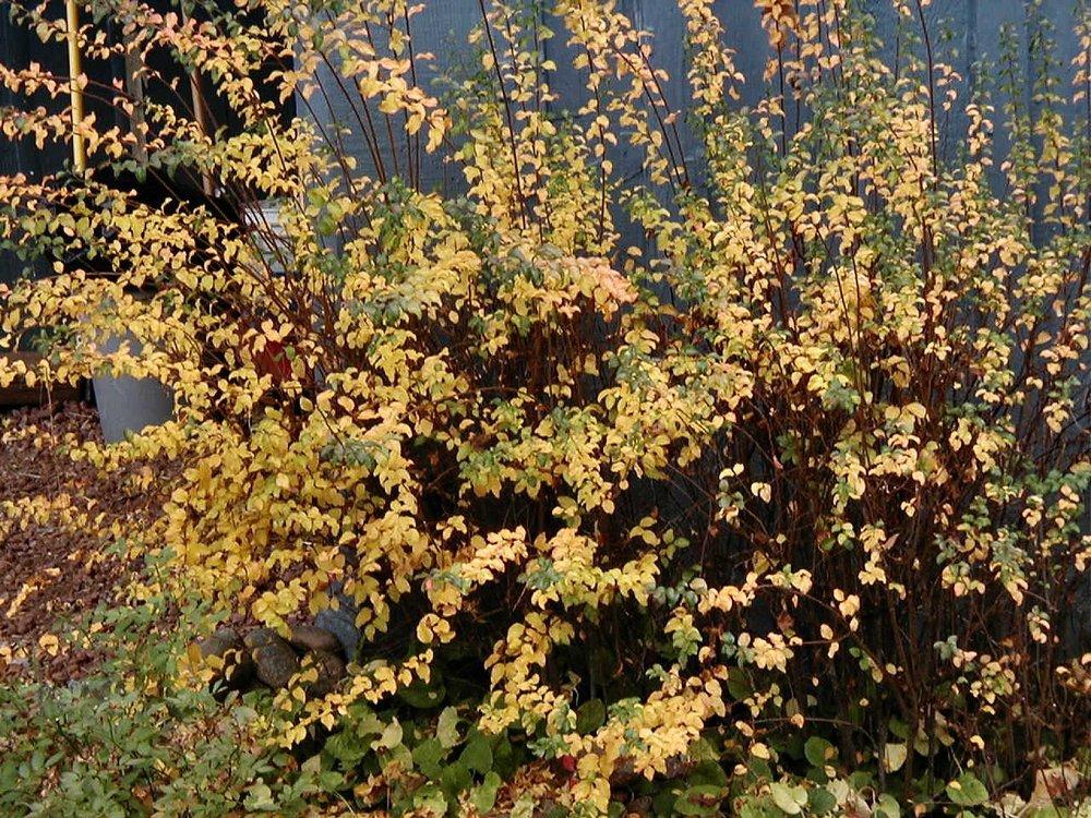 Photo of Bridalwreath Spiraea (Spiraea prunifolia) uploaded by RoseBlush1
