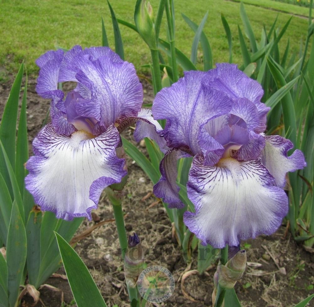 Photo of Tall Bearded Iris (Iris 'Earl of Essex') uploaded by TsFlowers