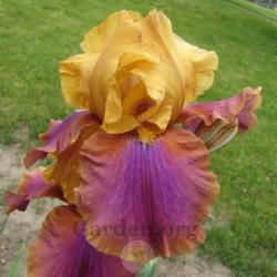 Location: New Lots Garden - Delphi, Indiana
It performs better/color with fertile soil - i.e. fertilize it