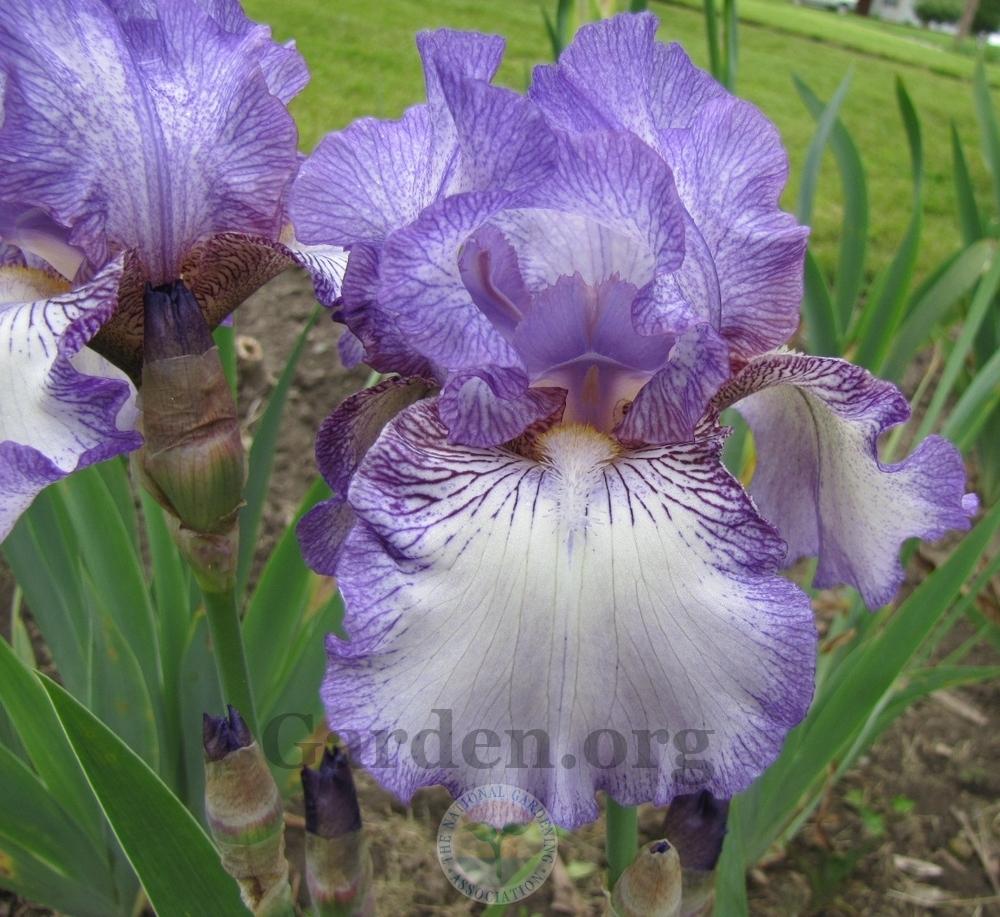 Photo of Tall Bearded Iris (Iris 'Earl of Essex') uploaded by TsFlowers