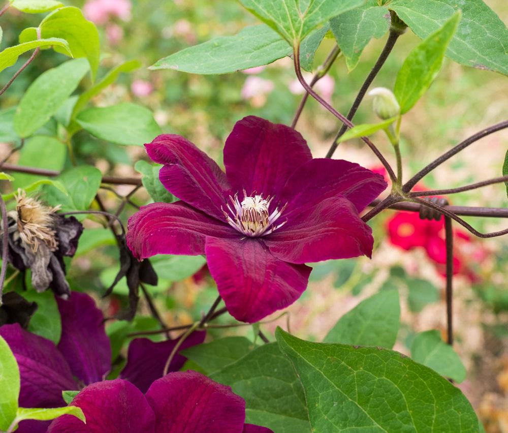 Photo of Clematis 'Rouge Cardinal' uploaded by frankrichards16