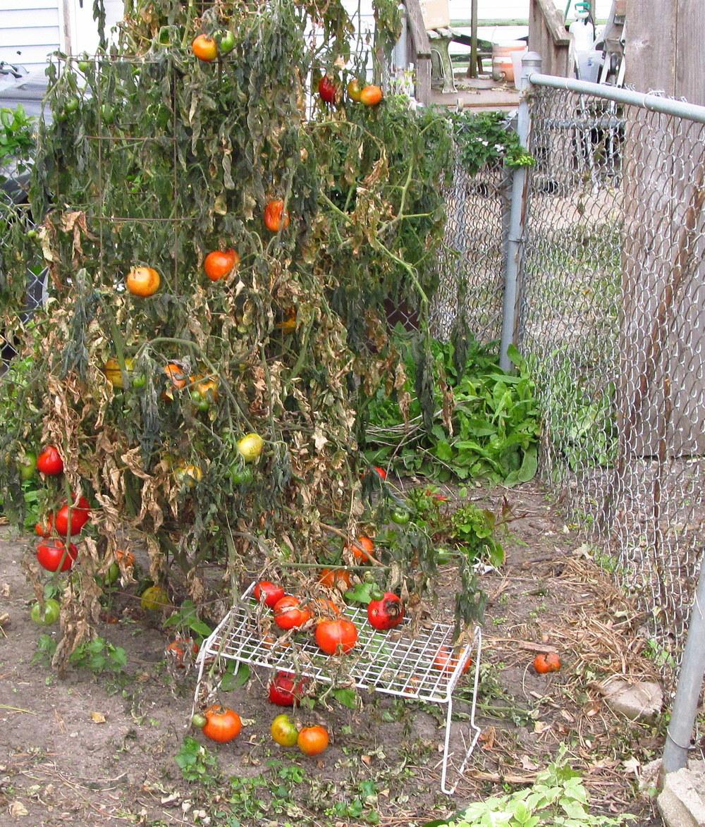Photo of Tomato (Solanum lycopersicum 'Celebrity') uploaded by jmorth
