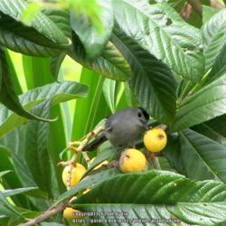 Location: Daytona Beach, Florida
Date: 2010-04-25
A favorite fruit of the Gray Catbird!