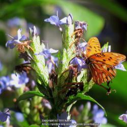 Location: Port Orange, Florida
Date: 2013-02-01
Gulf Fritillary Butterfly at bloom.