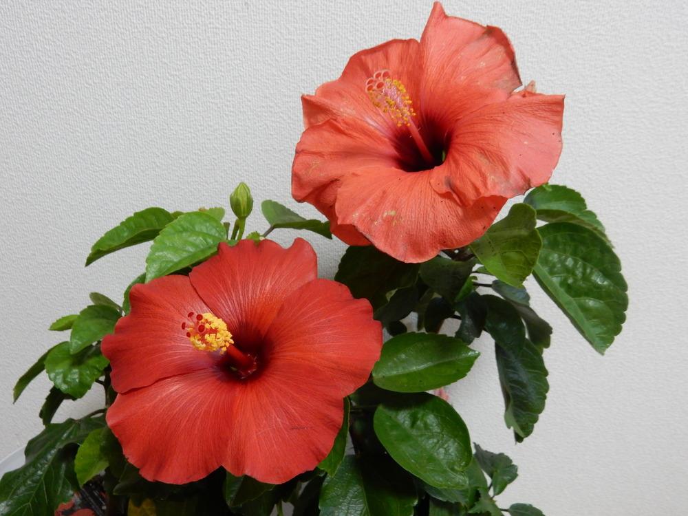 Photo of Tropical Hibiscuses (Hibiscus rosa-sinensis) uploaded by tofitropic