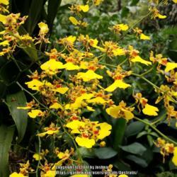 Location: National Orchid Garden, Singapore
Date: 2017-08-09