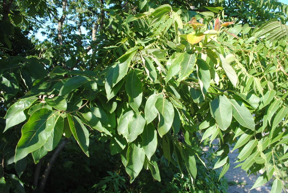 Photo of American Persimmon (Diospyros virginiana) uploaded by ILPARW