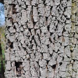 Location: southeast Pennsylvania
Date: January 2010
mature bark