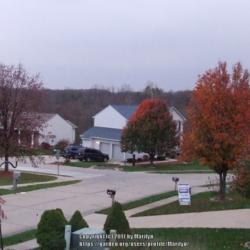 Location: In my subdivison, looking from my porch in Northern KY.
Date: 2009-11-10
There are 4 Bradford Pear Trees in photo. Taken in the evening.