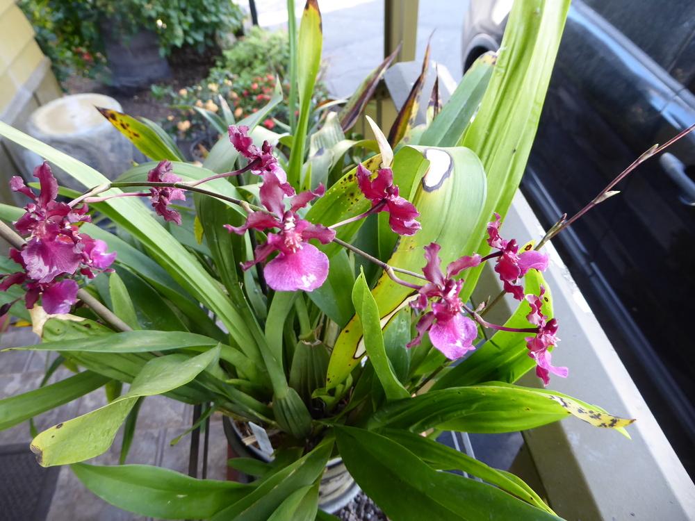 Photo of Chocolate Orchid (Oncidium Sharry Baby) uploaded by ctcarol