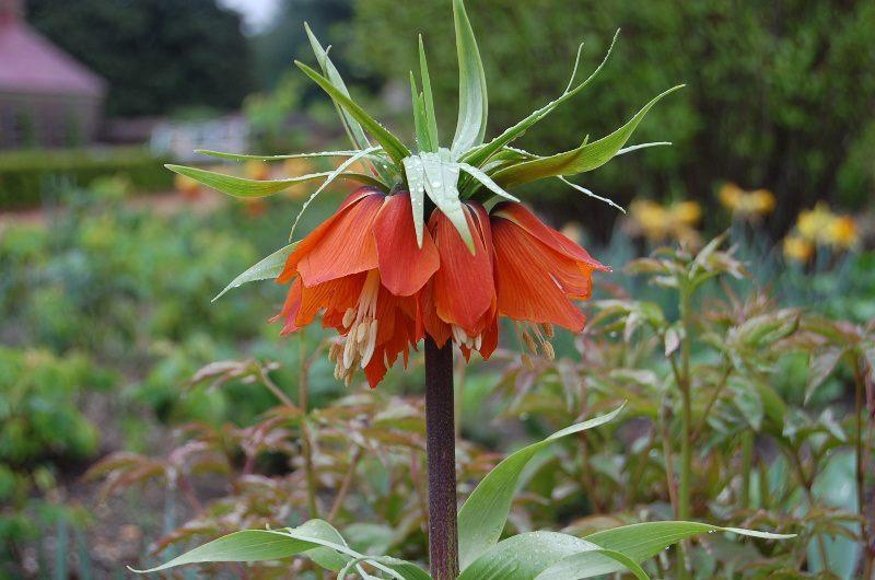 Photo of Crown Imperial Fritillaria (Fritillaria imperialis) uploaded by pixie62560