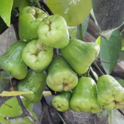Location: Sumatera Indonesia
Date: 2017-11-09
Green fruited variety, usually sweeter.