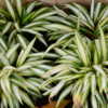 variegated typed, with creamy white mid-leaves, good in shady are