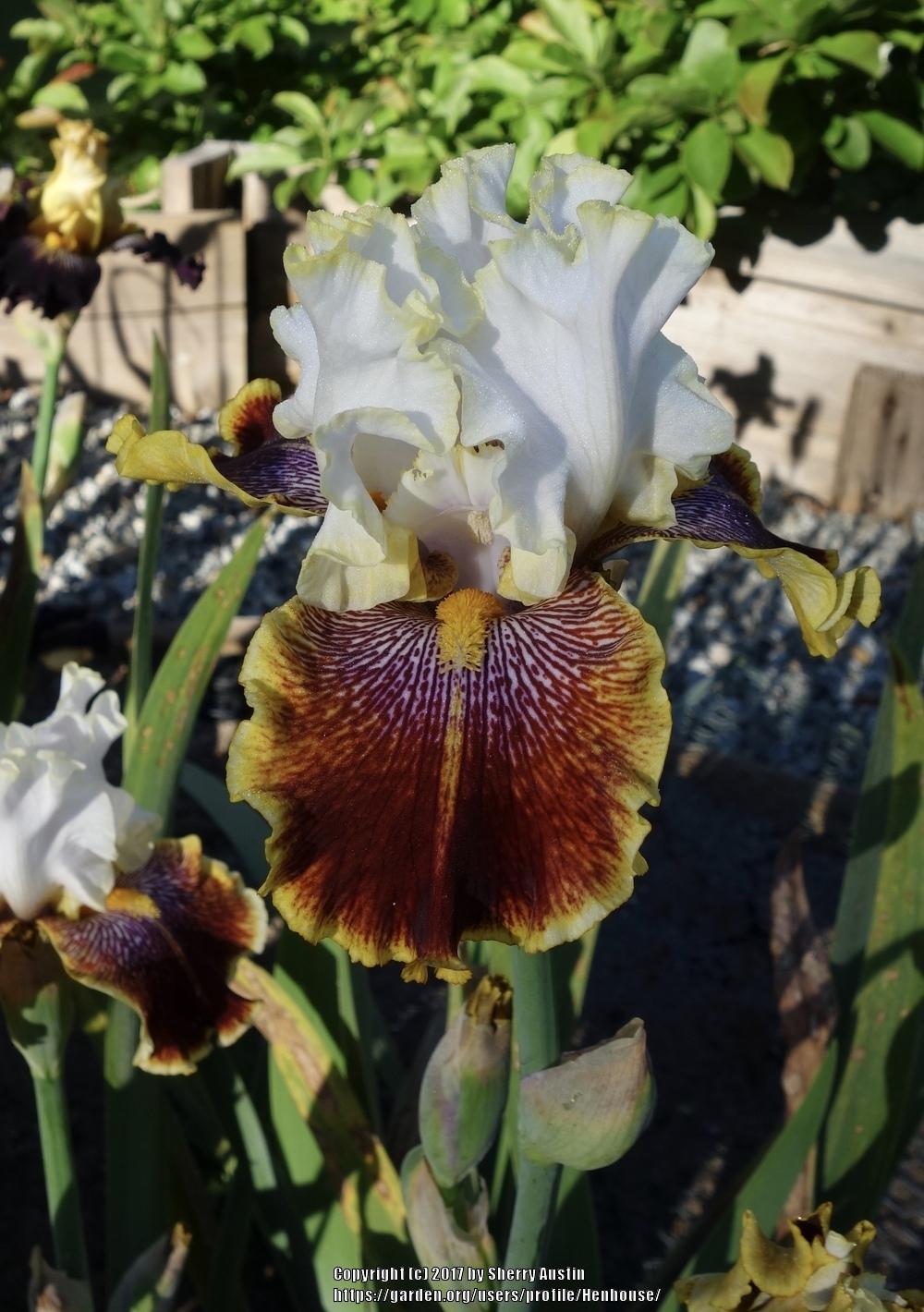 Photo of Tall Bearded Iris (Iris 'Carousel of Dreams') uploaded by Henhouse