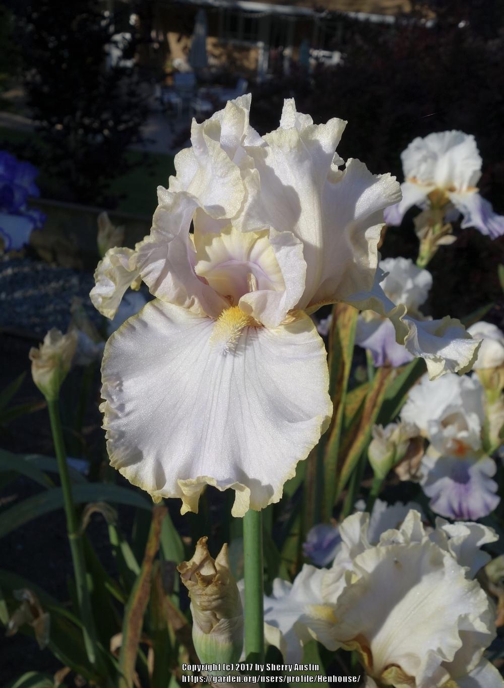 Photo of Tall Bearded Iris (Iris 'Pewter and Gold') uploaded by Henhouse