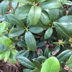 Location: Sharps Chapel, Tennessee
Date: 2017-11-08
Rhododendron Boursault leaves
