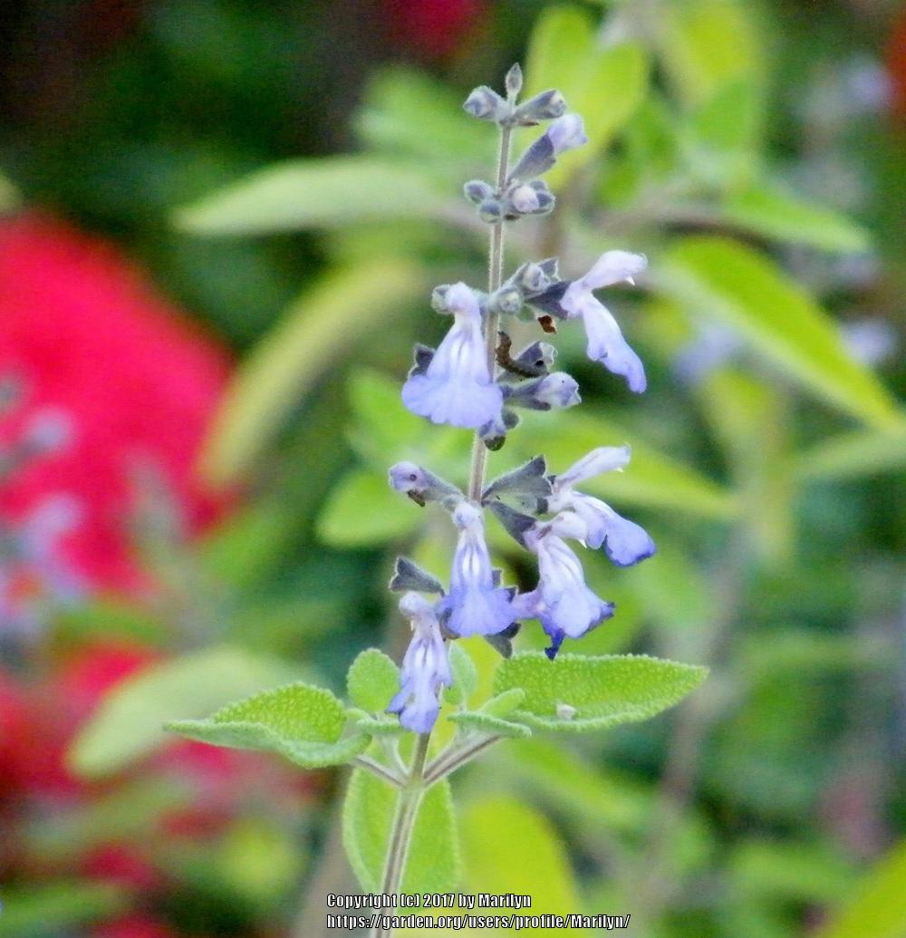 Photo of Grape-Scented Sage (Salvia melissodora) uploaded by Marilyn