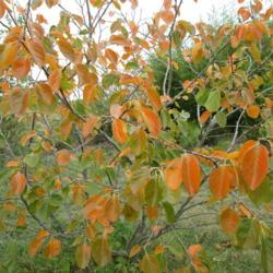 Location: Kyle, Texas
Date: 2017-11-10
Fall brings pretty persimmon leaves and, if you're lucky, persimm