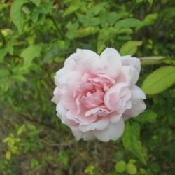 Location: Kyle, Texas
Date: 2017-09-04
Lovely old rose