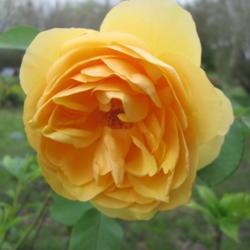 Location: Kyle, Texas
Date: 2017-03-07
Elegant rose with a nice fragrance