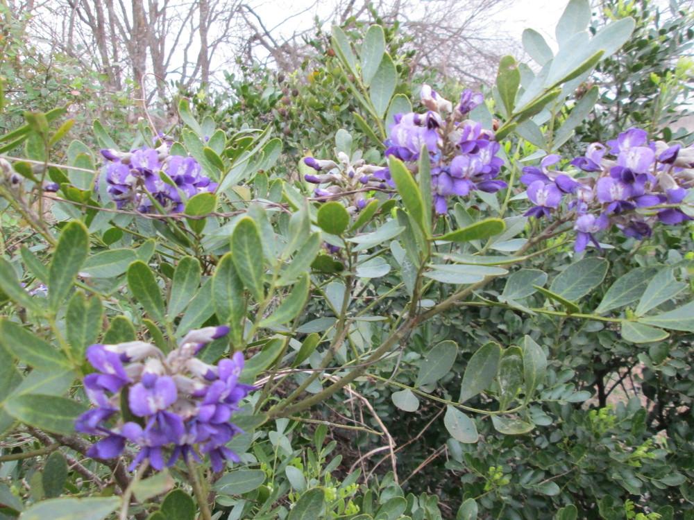 Photo of Texas Mountain Laurel (Dermatophyllum secundiflorum) uploaded by christinereid54